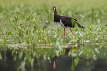 Bocian czarny, hajstra (Ciconia nigra) © Bartosz Rakoczy