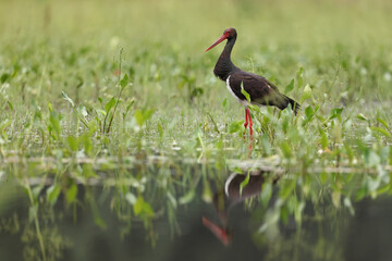 Bocian czarny, hajstra (Ciconia nigra) © Bartosz Rakoczy