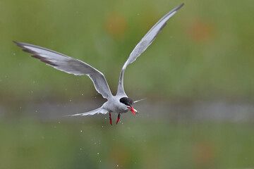 Rybitwa rzeczna (Sterna hirundo), common tern © Bartosz Rakoczy