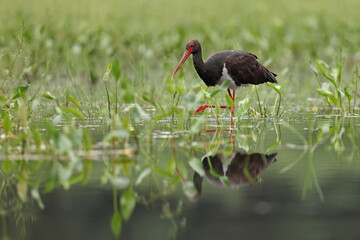 Bocian czarny, hajstra (Ciconia nigra) © Bartosz Rakoczy