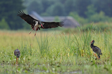 Bocian czarny, hajstra (Ciconia nigra) © Bartosz Rakoczy
