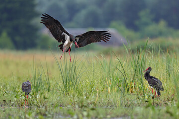 Bocian czarny, hajstra (Ciconia nigra) © Bartosz Rakoczy