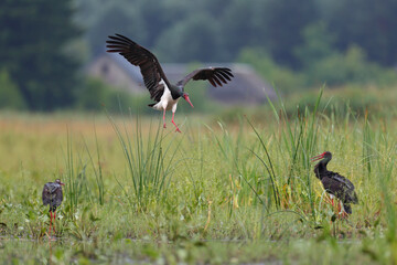 Bocian czarny, hajstra (Ciconia nigra) © Bartosz Rakoczy
