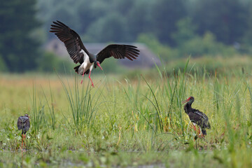 Bocian czarny, hajstra (Ciconia nigra) © Bartosz Rakoczy