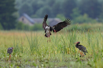 Bocian czarny, hajstra (Ciconia nigra) © Bartosz Rakoczy