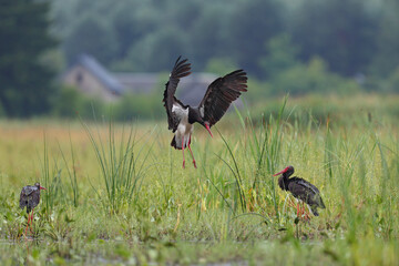Bocian czarny, hajstra (Ciconia nigra) © Bartosz Rakoczy