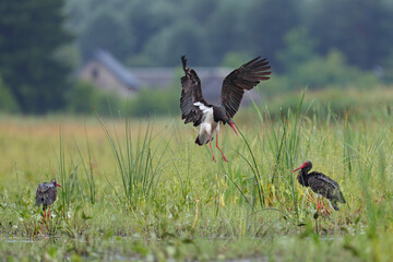 Bocian czarny, hajstra (Ciconia nigra) © Bartosz Rakoczy