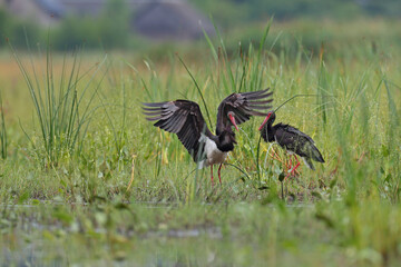 Bocian czarny, hajstra (Ciconia nigra) © Bartosz Rakoczy