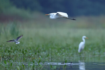 Czapla biała (Ardea alba), great egret © Bartosz Rakoczy