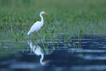 Czapla biała (Ardea alba), great egret © Bartosz Rakoczy