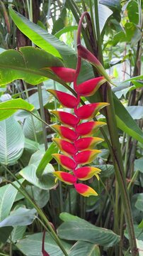 Hanging red and yellow heliconia rostrata flower in a tropical greenhouse