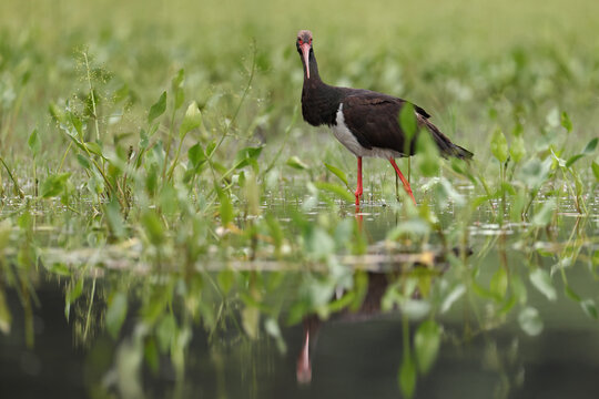 Bocian czarny, hajstra (Ciconia nigra)