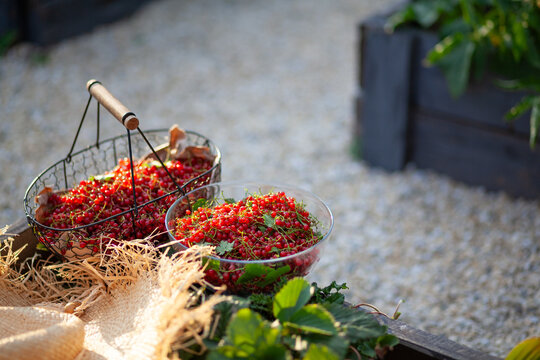 Redcurrant freshly harvested in summer garden. Ripe red berries picked and put in basket and glass bowl. Organically grown fruit