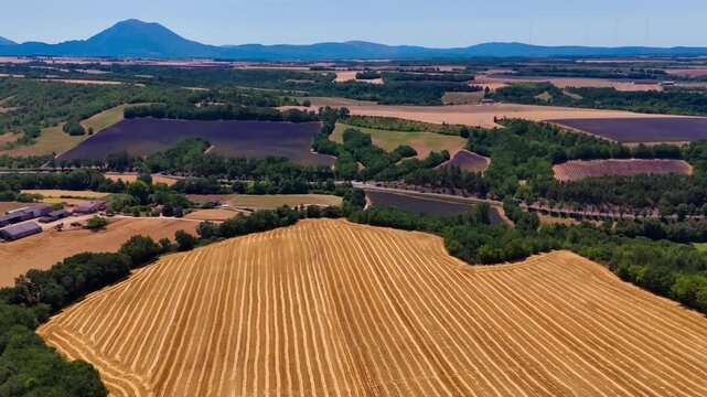 Aerial drone view blooming purple lavender fields. Provence-Alpes-Cote d'Azur region. High quality 4k footage