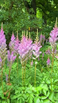 	
Beautiful pink astilbe flowers blooming in the garden vertical video	
