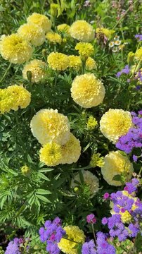 Yellow marigold flowers blooming in the garden with purple flowers and green leaves, vertical video