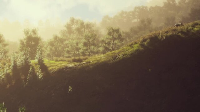 Sunlight filters through trees on a grassy hill. A faint mist surrounds the area during the early morning. The scene shows nature waking up with simple beauty.