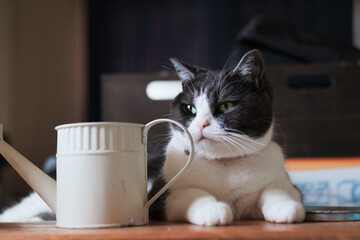 じょうろと猫 © makieni
