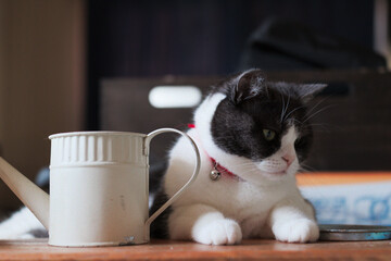 じょうろと猫 © makieni
