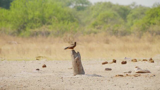 A hawk perched on a wood.