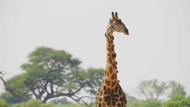 Footage of An Afrcian giraffe (Giraffa giraffa) with red-billed oxpeckers on his body.