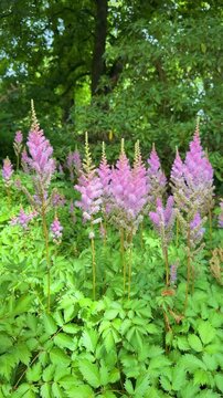 	
Beautiful pink astilbe flowers blooming in the garden with green leaves, vertical video	
