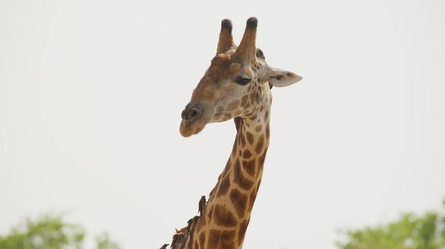 Close up of a Northern afrcian giraffe (Giraffa giraffa) with red-billed oxpecker.