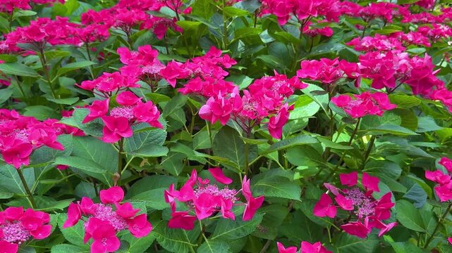 Sunny red hydrangea flowers blooming in garden	