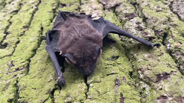Ein Breitfl&uuml;gelfledermaus an einem Baum. Cnephaeus serotinus