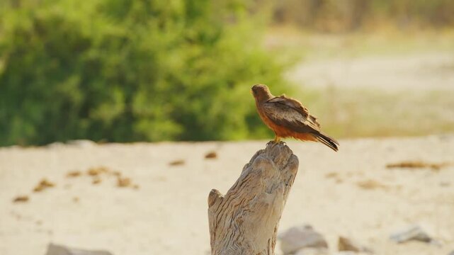 A hawk perched on a wood.