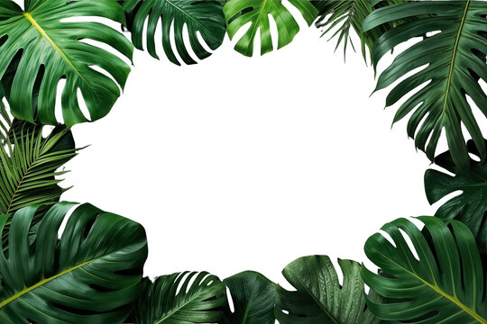 Tropical monstera leaves creating a lush green frame, fresh exotic foliage border with transparent background for design