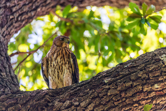 🦅 Young Hunter of TCU | Juvenile Cooper's Hawk Spotted on Campus
