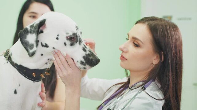 woman vet exams Dalmatian dog in clinic