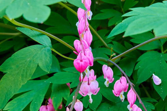 elegant beautiful pink dicentra magnificent in the city flowerbed in the evening. close up background for designer, artist, screensaver, desktop, wallpaper