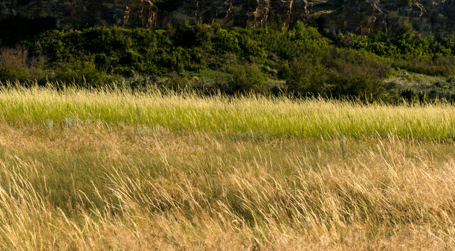 Canada, Alberta, Milk River.  Natural grassland in Writing on Stone Provincial Park.