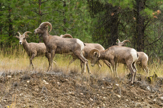 Canada, BC, Lillooet.  Wild big horn sheep roam the dry pine forests of BC's southern interior