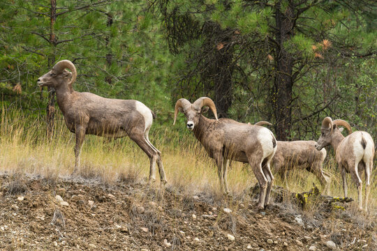 Canada, BC, Lillooet.  Wild big horn sheep roam the dry pine forests of BC's southern interior