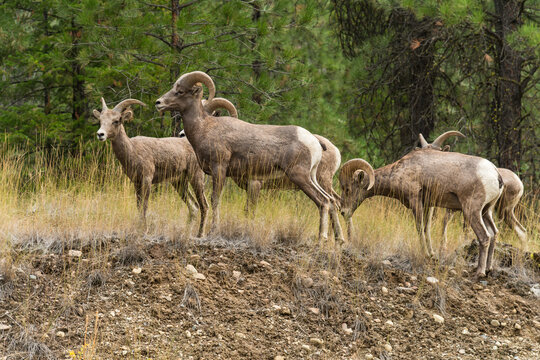 Canada, BC, Lillooet.  Wild big horn sheep roam the dry pine forests of BC's southern interior