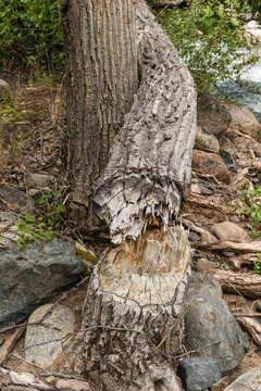 Canada, BC, Keremeos.  Cottonwood tree felled by beaver, beside the Ashnola River