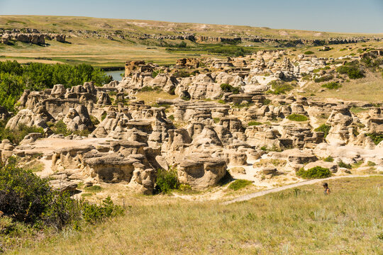 Canada, Alberta, Milk River.  A multitude of hoodoos close by the Visitor Centre in Writing on Stone Provincial Park.