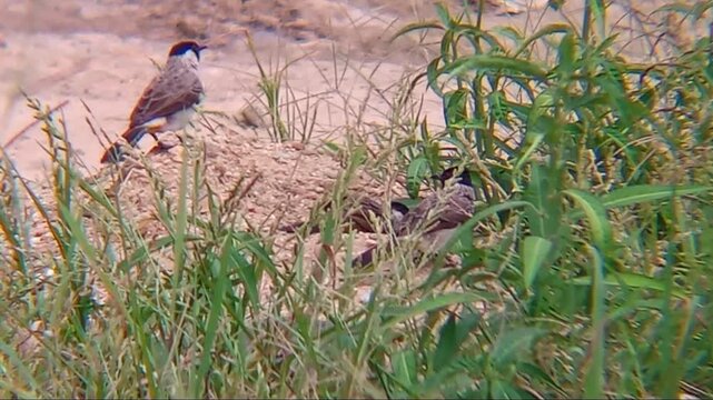 Several bulbuls are foraging for food on the ground.