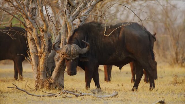 Footage of an African Buffalo (Syncerus caffer) Scratching her horns with a tree.