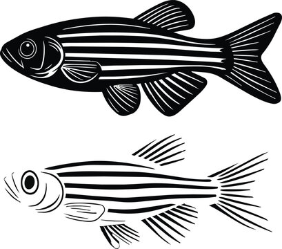 Zebra Danio Fish Illustration Black And White Vector Graphic