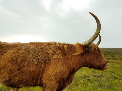 Vache en Ecosse