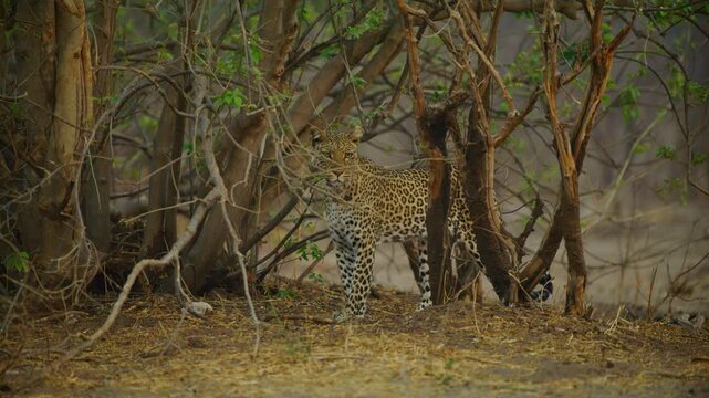 Slow motion footage of a young Leopard (Panthera pardus) of south africa.