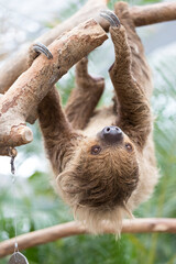 A sloth hanging from a tree and moving around © officek