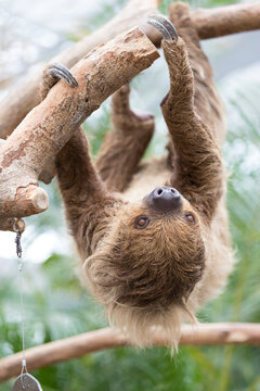 A sloth hanging from a tree and moving around
