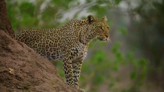 Footage of a Leopard (Panthera pardus) Looking at the camera.
