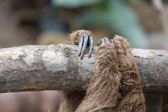 Close-up of a sloth's claws gripping a tree
