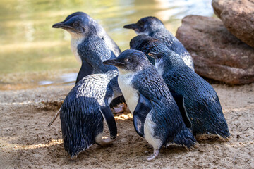Group of Little penguins in a captive zoo environment © Ken Griffiths